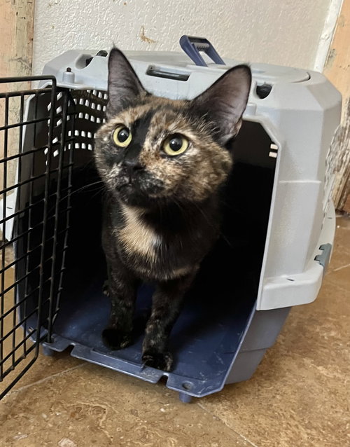 picture of the cat needing adoption