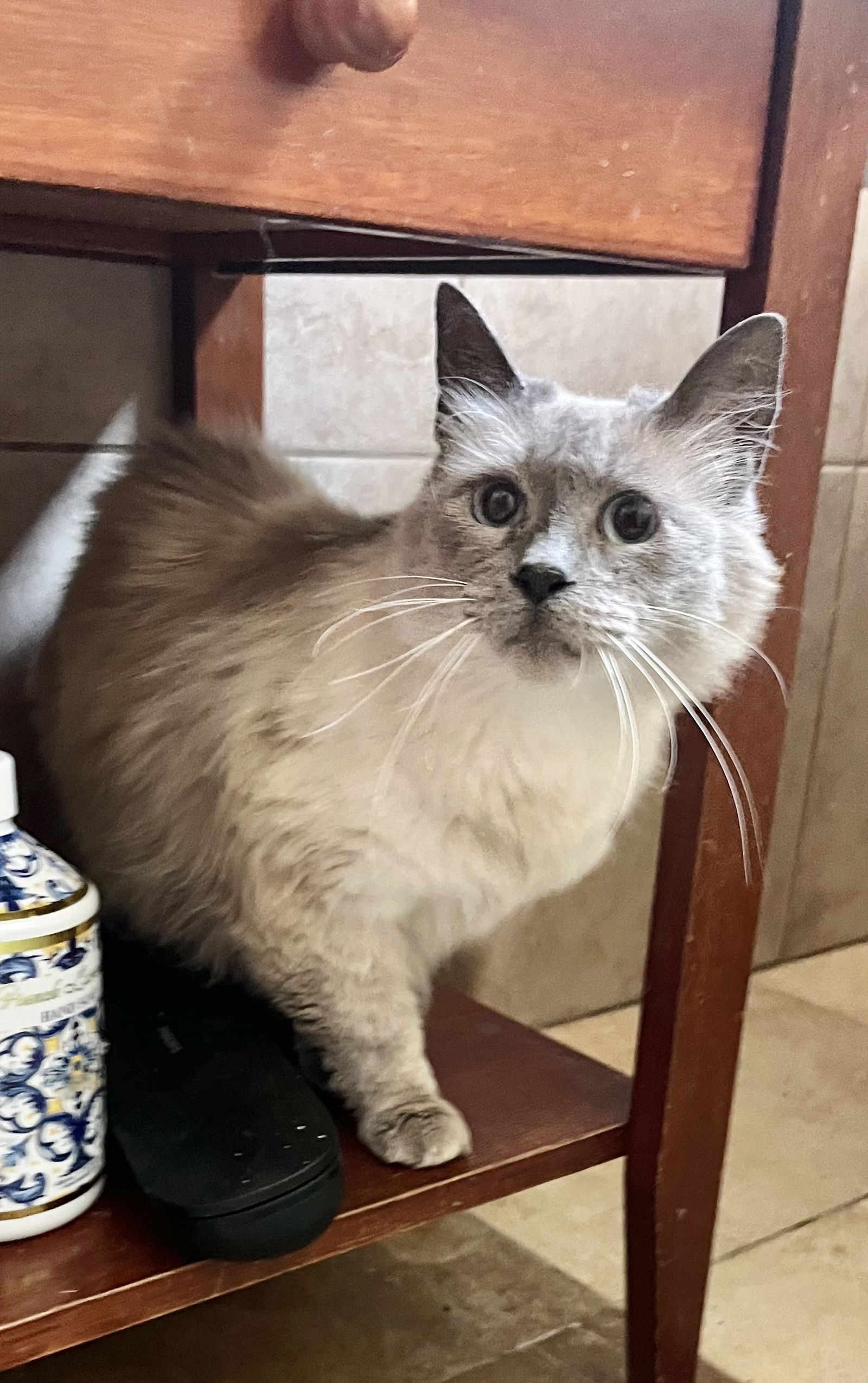 adoptable Cat in Napa, CA named Josefina NAPA