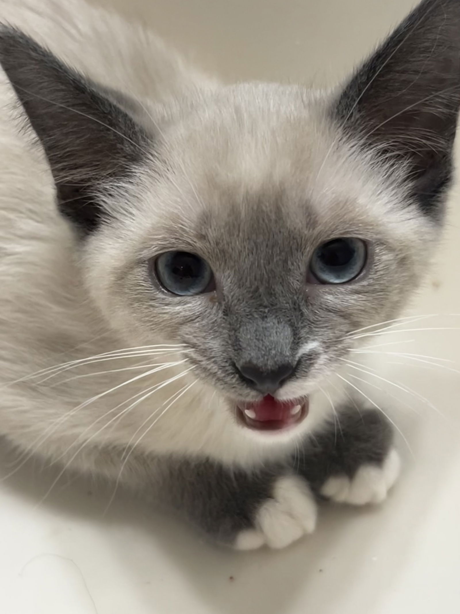 adoptable Cat in Napa, CA named Myrtle Napa