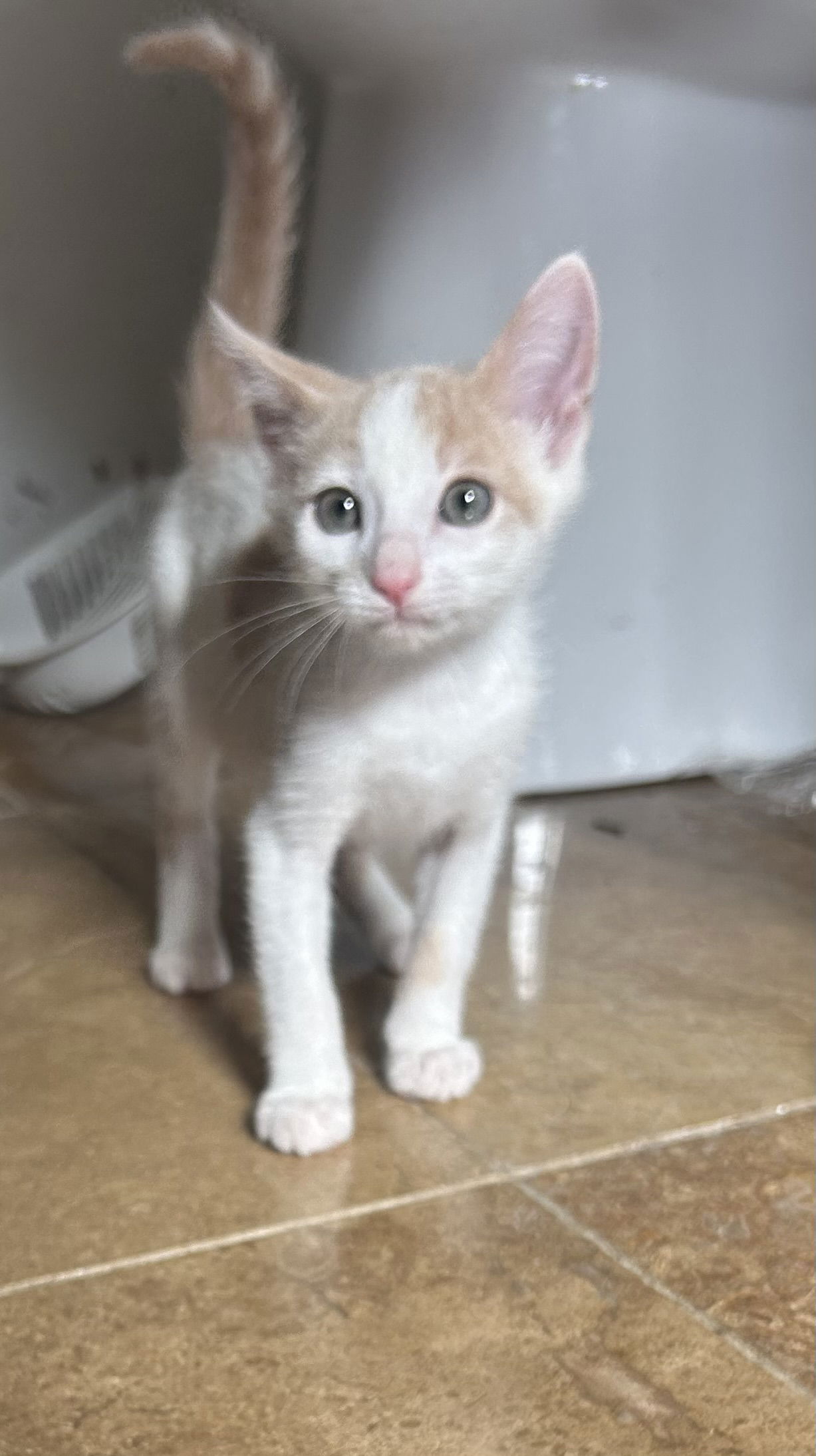 adoptable Cat in Napa, CA named Tristan Napa