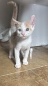 adoptable Cat in napa, CA named Tristan Napa