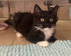 adoptable Cat in napa, CA named Titus