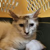 adoptable Cat in napa, CA named Duchess( SC)