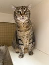 adoptable Cat in  named Lola Napa