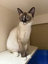 adoptable Cat in  named Pua Napa