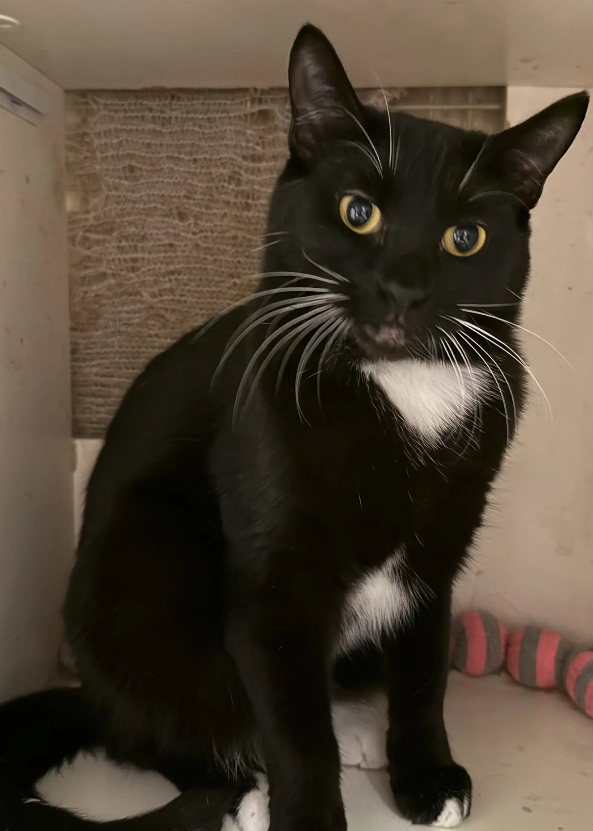 Poppy Napa - Tuxedo