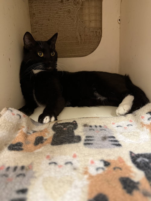 POPPY NAPA - Tuxedo available for adoption