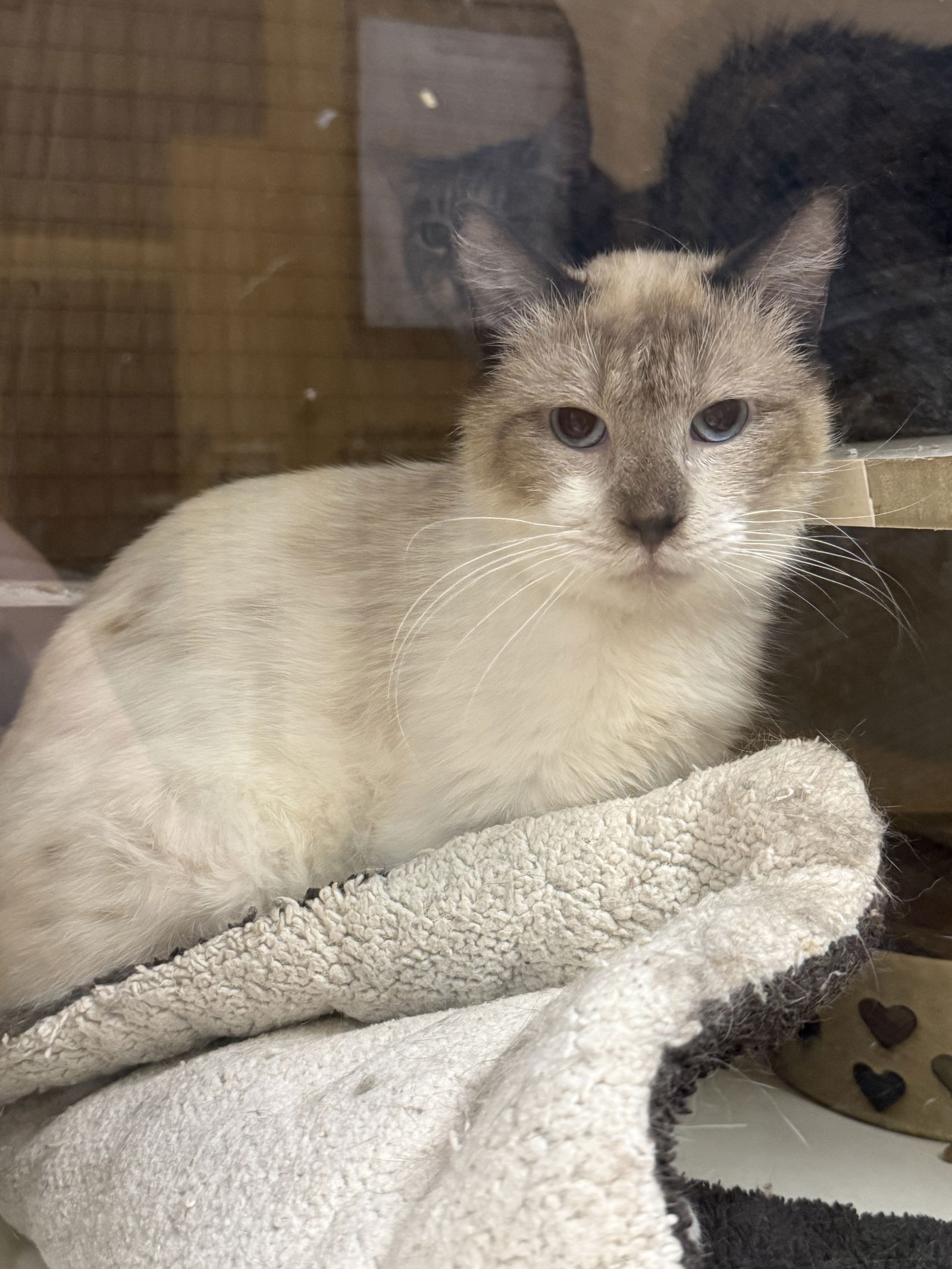 adoptable Cat in Napa, CA named Gibby Napa
