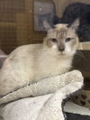 adoptable Cat in  named Gibby Napa