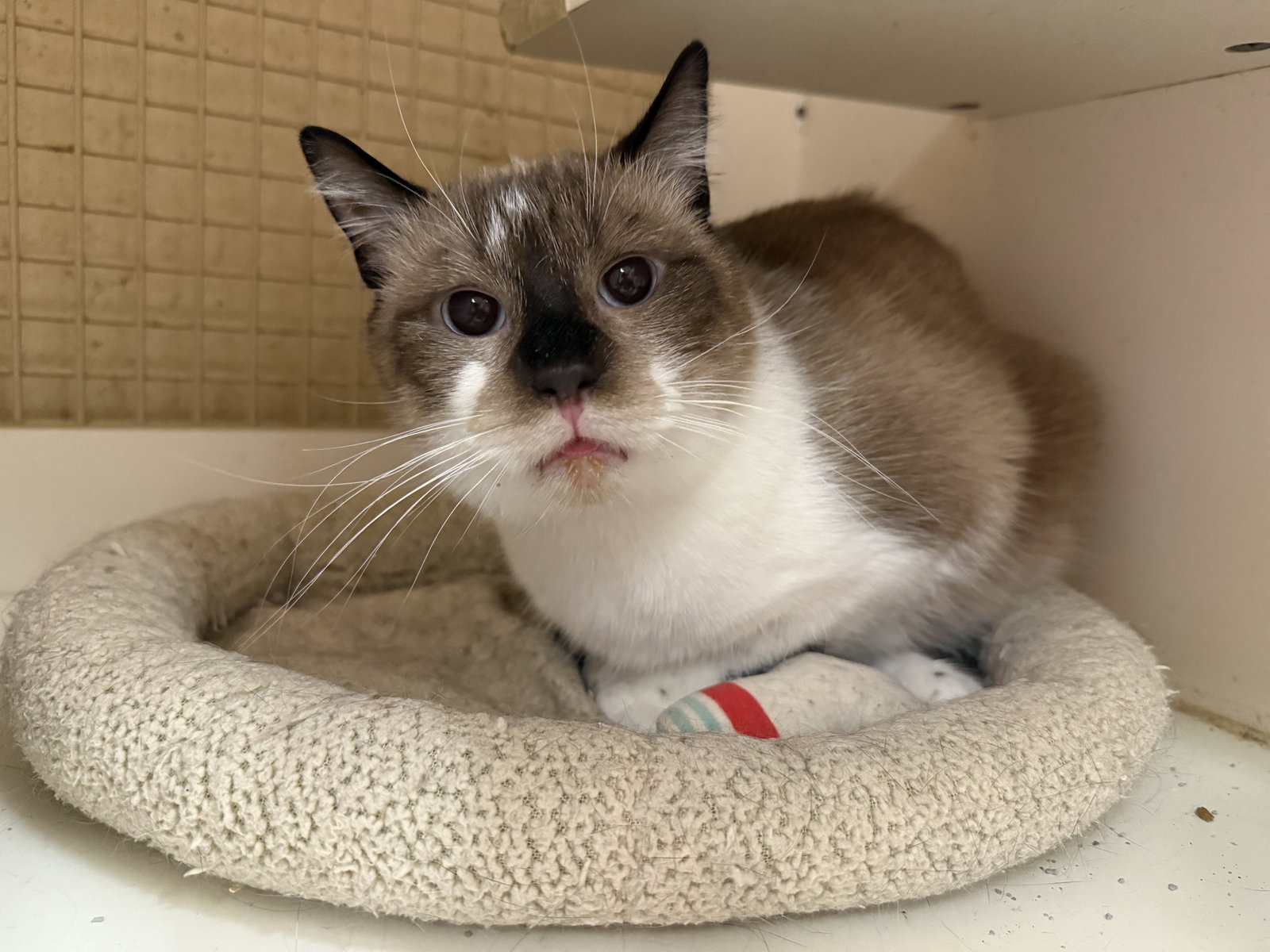Gibby Napa Petco Image