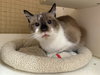 Gibby Napa Petco - Photo 1