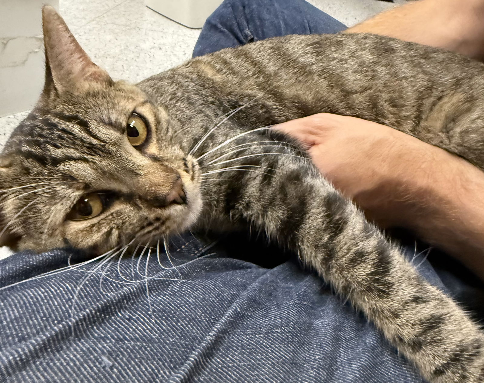 adoptable Cat in Napa, CA named Sierra napa