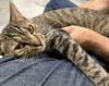 adoptable Cat in  named Sierra napa