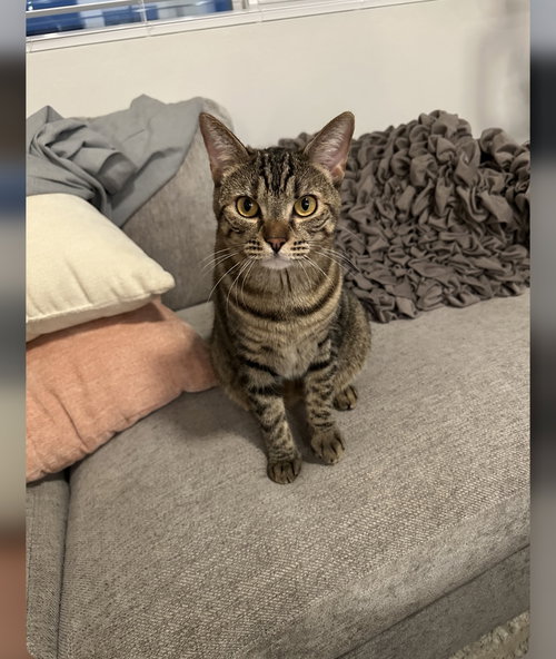 SIERRA NAPA - Torbie / Tortoiseshell available for adoption