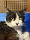 adoptable Cat in  named Meowser Napa