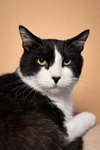 Meowser Napa - Photo 1