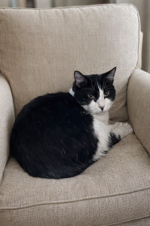 MEOWSER NAPA - Tuxedo available for adoption