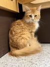 adoptable Cat in  named CHLOEY NAPA
