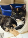 adoptable Cat in  named Leilani NAPA