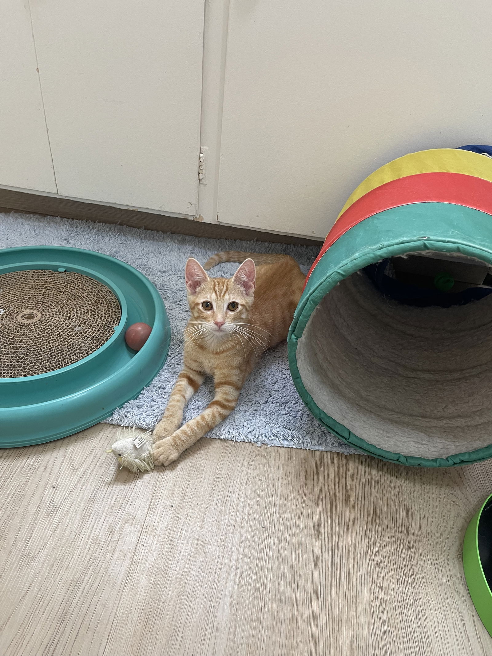 adoptable Cat in Napa, CA named Kirby( Maria)