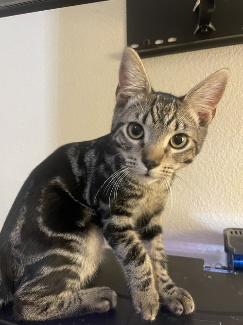 picture of the cat needing adoption