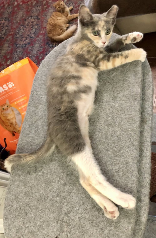 OASIS NAPA - Dilute Tortoiseshell available for adoption