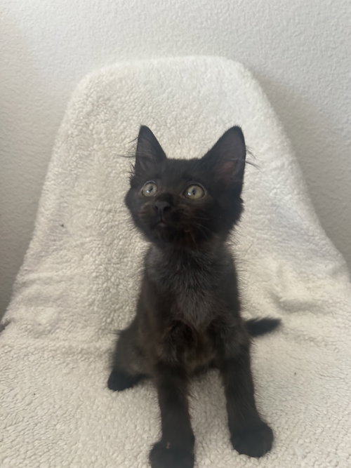 picture of the cat needing adoption