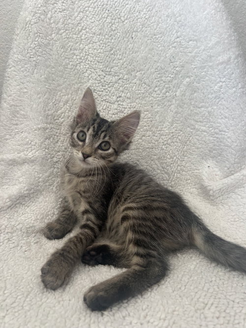 picture of the cat needing adoption