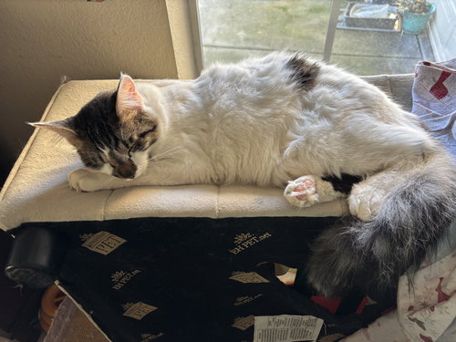 PRINCE CHARMING (NAPA GD) - Tabby available for adoption