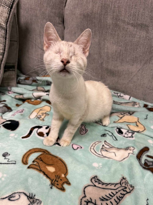 picture of the cat needing adoption