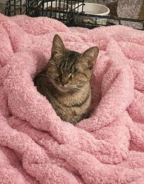 IVY ( BC) - Torbie available for adoption