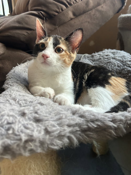 PINKY PIE ( CHRISTINA) - Calico available for adoption