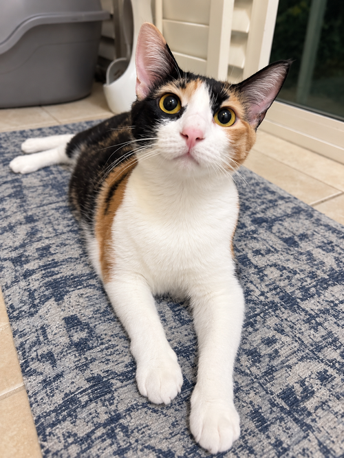 Pinky Pie ( Napa Petco Christina), Calico (short coat)