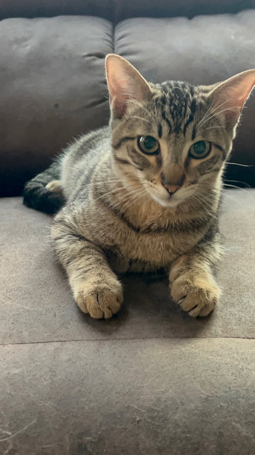 SPIKE ( CHRISTINA) - Tabby / American Shorthair available for adoption