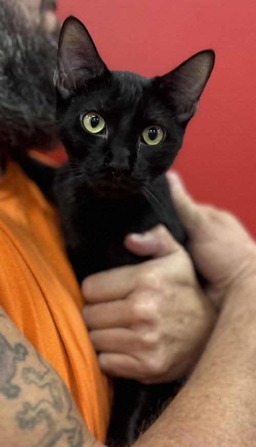WOODCHUCK ( SC) - Bombay available for adoption