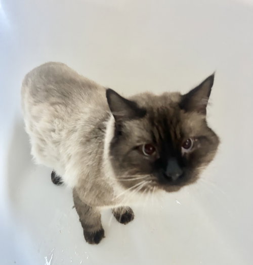 picture of the cat needing adoption