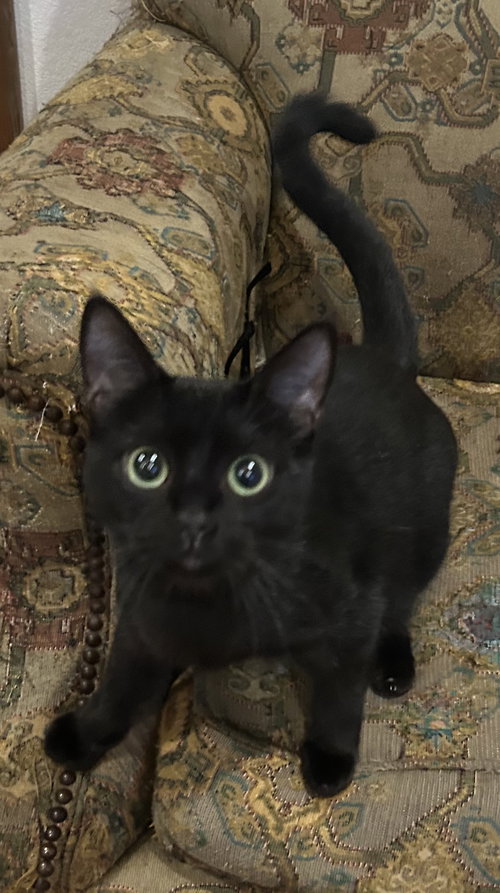 SABRINA NAPA PETCO - Siamese available for adoption