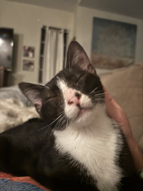 PACO TACO (NAPA GD) - Tuxedo available for adoption