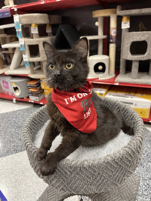 LAUREL & CHRISTIAN ( STACY) - Domestic Short Hair / Bombay available for adoption