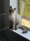 Taffy (BB Napa Petco)) - Photo 1