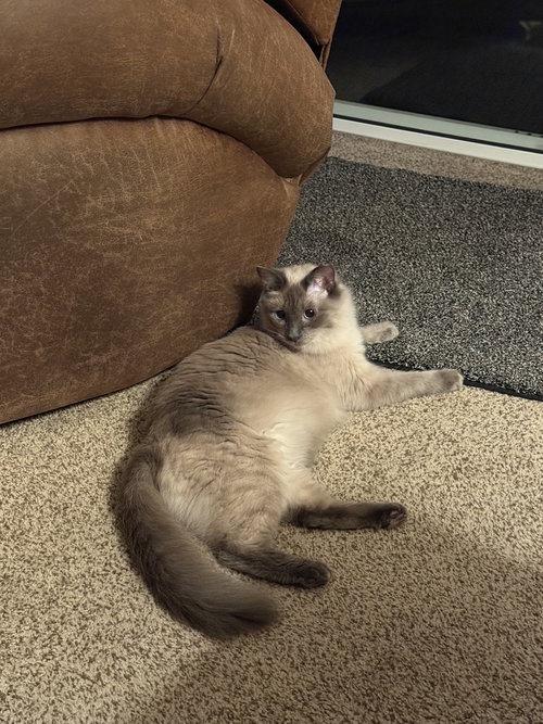TAFFY (BB NAPA PETCO)) - Siamese / Birman available for adoption