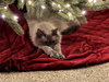 Taffy (BB Napa Petco)) - Photo 4