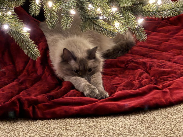 Taffy (BB Napa Petco))