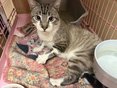 LOUIE NAPA PETCO - Siamese available for adoption