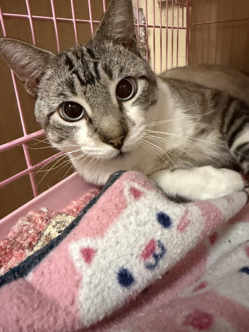 LOUIE NAPA PETCO - Siamese available for adoption