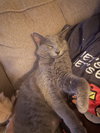 Monty (GD) - Photo 4