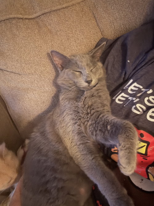 MONTY (GD) - Russian Blue / Domestic Medium Hair available for adoption