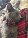 Monty (GD) - Photo 2
