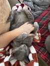 Monty (GD) - Photo 3