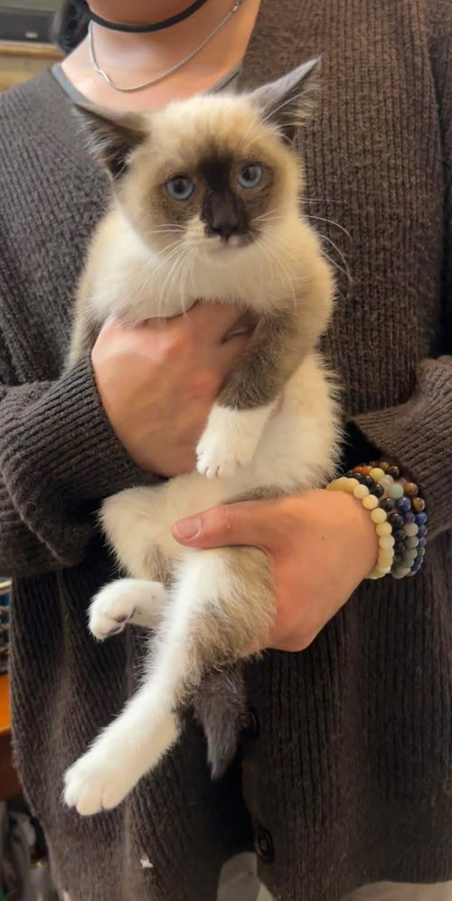 ALBERT
